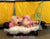 4781A      Hot Pink Leather Buckling Bondage Straps - 5 Sizes! Straps   , Sub-Shop.com Bondage and Fetish Superstore